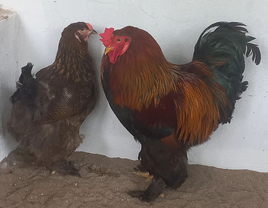 Captura de tela 2023-08-22 091818